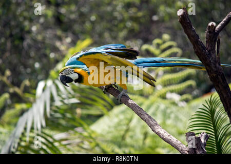 the blue and gold macaw is about  to take off Stock Photo