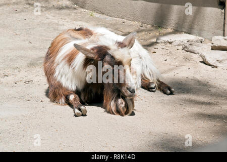 the kid is resting in the sun shine Stock Photo
