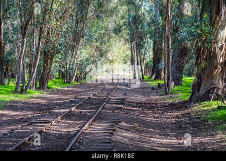 Train tracks going through an Eucalyptus grove, Ardenwood Historic Farm, Fremont, east San Francisco bay, California Stock Photo