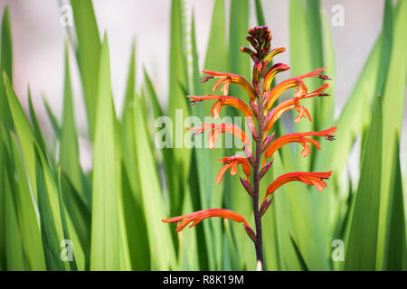 African Flag (Chasmanthe floribunda) flower, native to south Africa and naturalized in United States; here is shown blooming in California Stock Photo