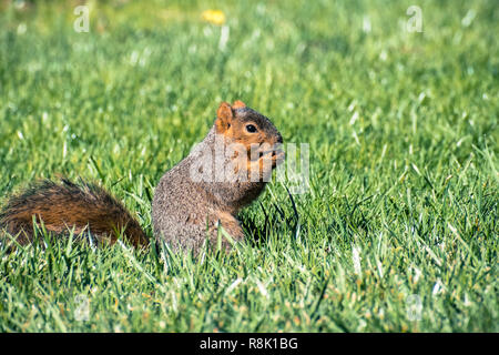 Fox squirrel (Sciurus niger) eating a nut on a green grass meadow, San Francisco bay area, California Stock Photo