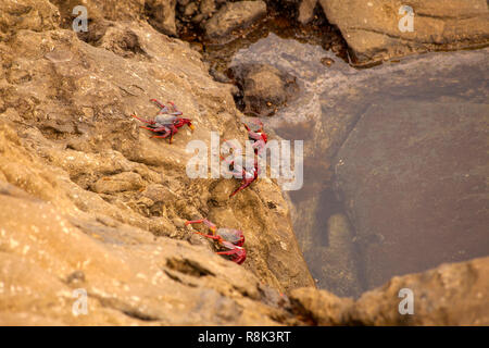 Fauna of Gran Canaria - rock crabs Grapsus adscensionis by the shore, Banaderos area