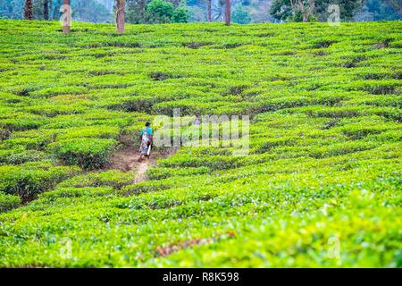 India, state of Kerala, Wayanad district, tea plantations around Kalpetta Stock Photo