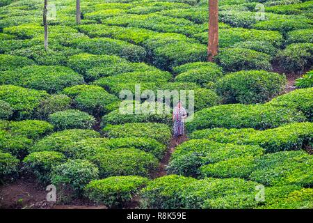 India, state of Kerala, Wayanad district, tea plantations around Meppadi Stock Photo