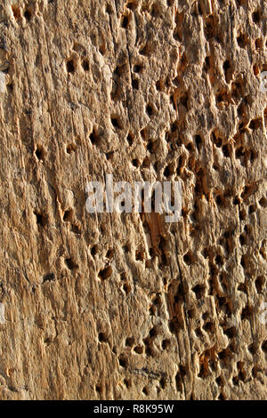 texture of the old spoiled wood damaged by woodworm. Insects eaten,The insect eaten,The old wood was eaten by insects. Stock Photo