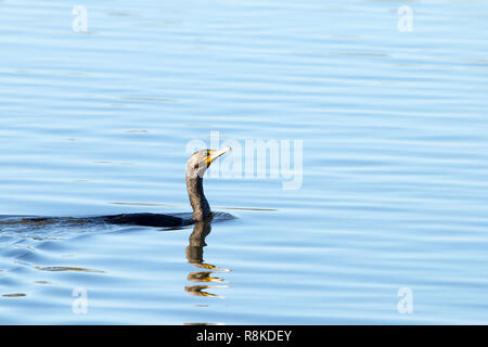 double crested cormorant swimming. The double-crested cormorant is found near rivers and lakes and along the coastline. Stock Photo