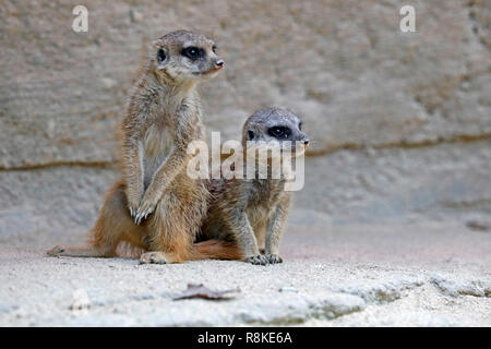 Meerkat (Suricata suricatta), young animals, captive Stock Photo