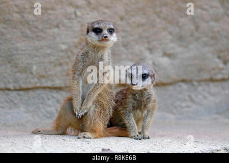 Meerkat (Suricata suricatta), young animals, captive Stock Photo