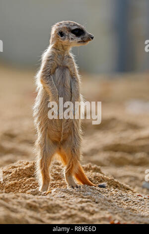 Meerkat (Suricata suricatta), young animals, captive Stock Photo