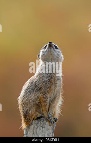 Meerkat (Suricata suricatta), young animals, captive Stock Photo
