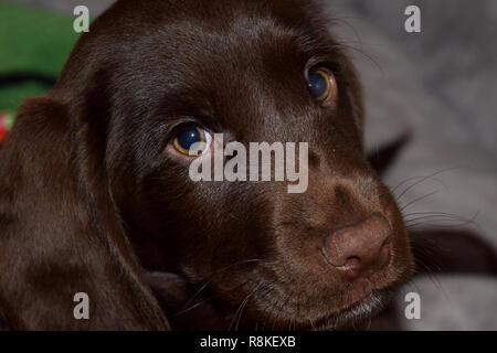 chocolate labrador retriever puppy male portrait studio shot, eight week old retriever-gun dog puppy portrait Stock Photo