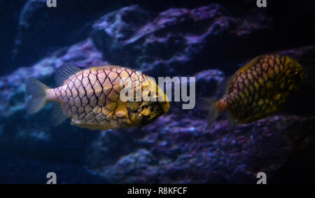 pineapple fish or cleidopus gloriamaris / underwater photography of pineapple fish yellow swimming marine life underwater ocean Stock Photo