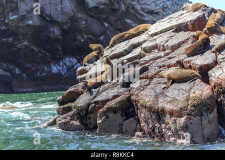 sea lions on paracas islands in peru Stock Photo