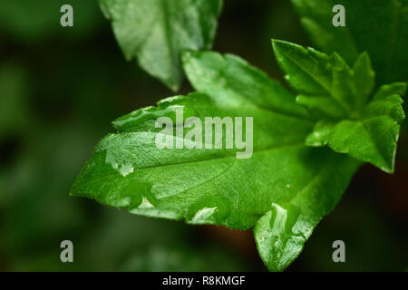 Beautiful morning dew drop on leaf Stock Photo