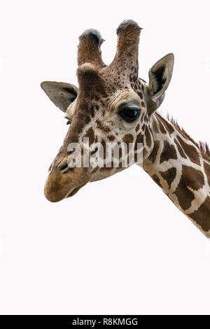 Giraffe portrait on a white background Stock Photo