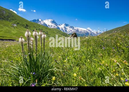France, Hautes Alpes, Ecrins National Park, valley of the hamlet of Valfroide in the massif of Oisans with La Meije in the background, white Asphodel flowers (Asphodelus Albus) Stock Photo