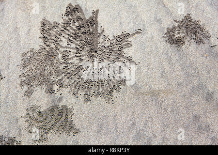 Crabs, and patterns of their holes, on a beach on Kuta Beach, Bali Indonesia. Stock Photo
