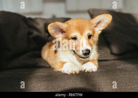 cute welsh corgi puppy sitting on sofa at home Stock Photo