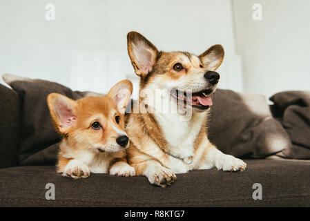 welsh corgi dogs sitting on sofa in living room at home Stock Photo