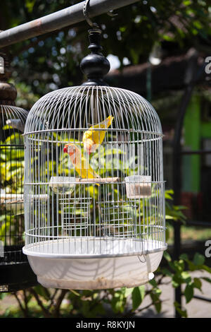 A Bird Cage in Yogyakarta Stock Photo - Alamy