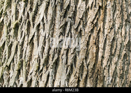 Close-up of a Swamp Ash Tree Bark Background Texture Stock Photo - Alamy