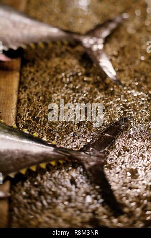 Japan, Tokyo, Tsukjii fish market Stock Photo