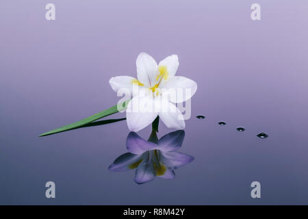 One Freesia reflected in plain background Stock Photo