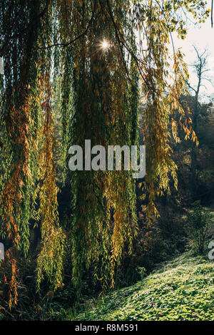 Backlit weeping willow tree with shadows by pond Stock Photo - Alamy