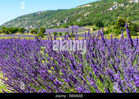 Honey bees on lavender flowers just before harvest harvest on a sunny June day in a field near Sault, Provence, France Stock Photo