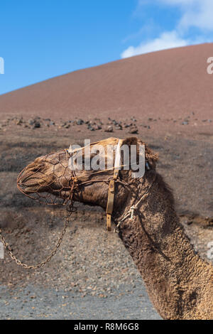 Camel in Timanfaya Volcano National Park in Lanzarote, Canary Islands, Spain Stock Photo