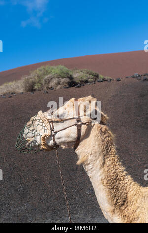 Camel in Timanfaya Volcano National Park in Lanzarote, Canary Islands, Spain Stock Photo