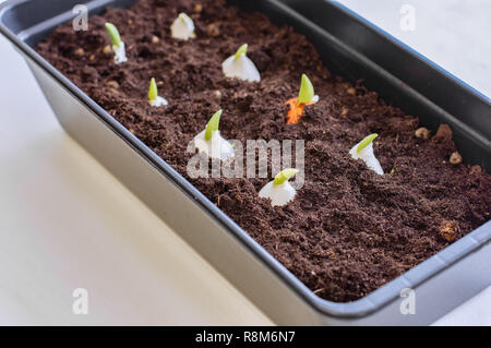 Growing tulips at home. Tulip bulbs sprouted. Tulip bulbs planted in the ground. Stock Photo