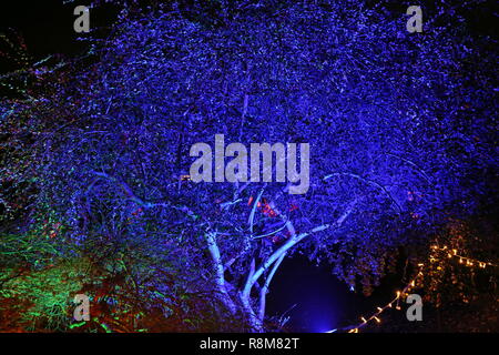 Glow 2018, RHS Garden Wisley, Woking, Surrey, England, UK, Europe. Stock Photo