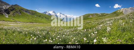 France, Hautes Alpes, Ecrins National Park, valley of the hamlet of Valfroide in the massif of Oisans with La Meije in the background, flowerbed of white Asphodel flowers (Asphodelus Albus) Stock Photo