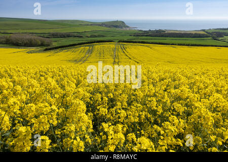 View across rapeseed field towards Kimmeridge Bay on the Isle of Purbeck, Dorset, England, UK Stock Photo