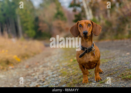 image of a dachshund standing on a stone path looking very attentive looking at you in the forest on a beautiful autumn day in the Belgian Ardennes Stock Photo