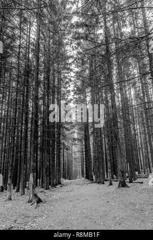 A stunning black and white image of a pine tree in Fontainebleau Forest ...