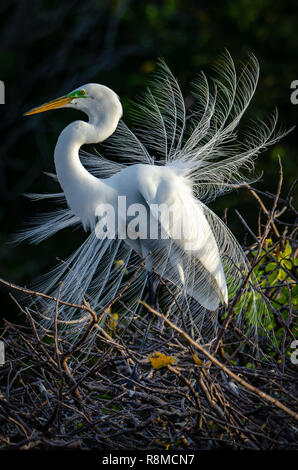 Great egret (Ardea alba) in nuptial plumage in Florida's wetlands Stock Photo