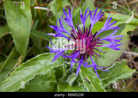 Centaurea montana (Perennial Cornflower, Mountain Cornflower) in the Botanischer Alpengarten on Schynige Platte, Bernese Oberland, Switzerland Stock Photo