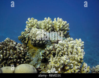 Wunderschöne Korallenbänke am Roten Meer. Auch die Fischschwärme sind wundervoll Stock Photo