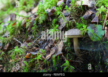 Leccinum scabrum, commonly known as the rough-stemmed bolete, scaber stalk, and birch bolete Stock Photo