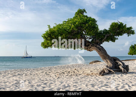 Aruba beach - Divi-Divi tree Eagle Beach Aruba - World famous Divi Divi trees aka. Libidibia coriaria -  a leguminous native tree Caribbean - Stock Photo