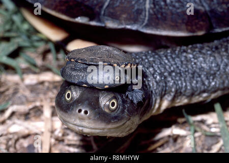 Long-necked Turtle Stock Photo