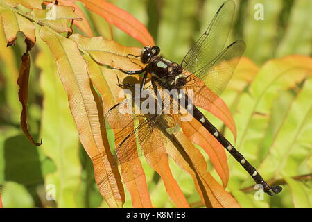 Dragonfly resting on purple foxglove Stock Photo