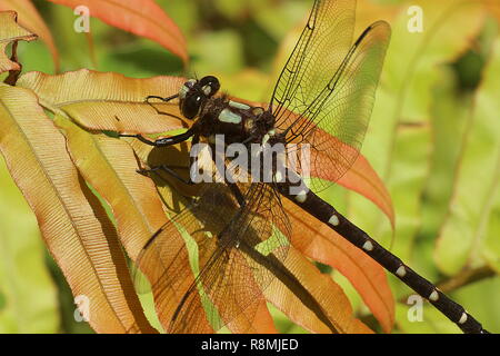 Dragonfly resting on purple foxglove Stock Photo