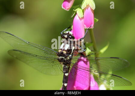 Dragonfly resting on purple foxglove Stock Photo