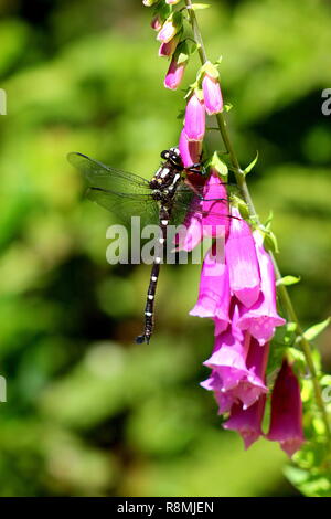 Dragonfly resting on purple foxglove Stock Photo
