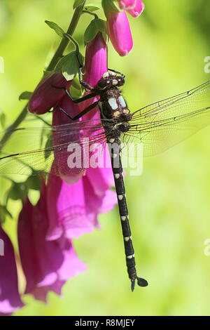 Dragonfly resting on purple foxglove Stock Photo