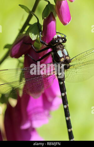 Dragonfly resting on purple foxglove Stock Photo