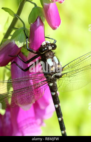 Dragonfly resting on purple foxglove Stock Photo